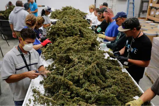 کارخانه تهیه ماریجوانا