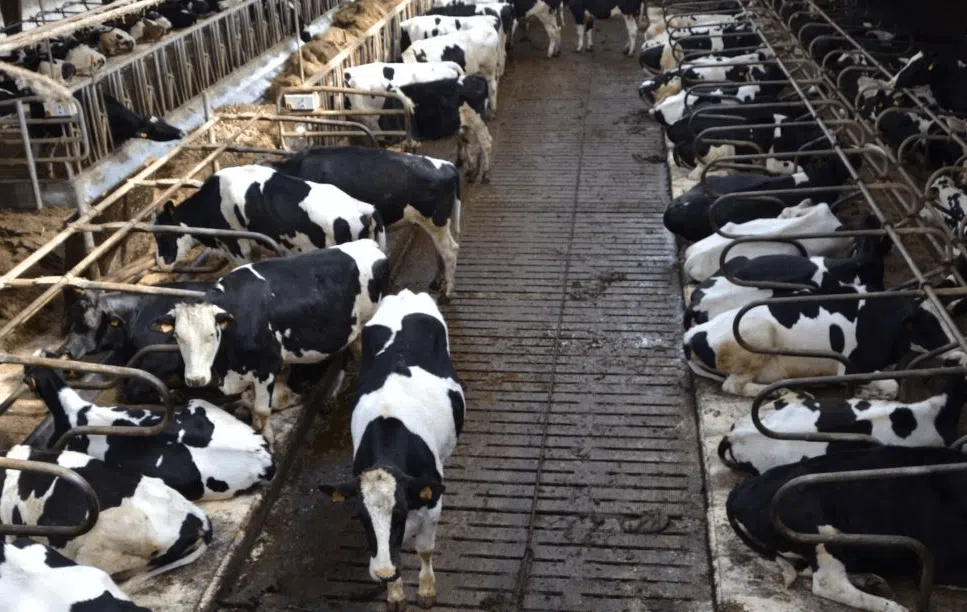 دامداری صنعتی در کلرادو